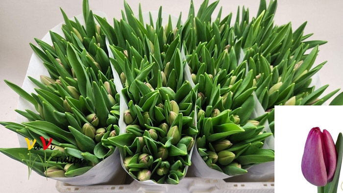 <h4>TU EN ANNACONDA</h4>