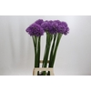 Allium Gladiator