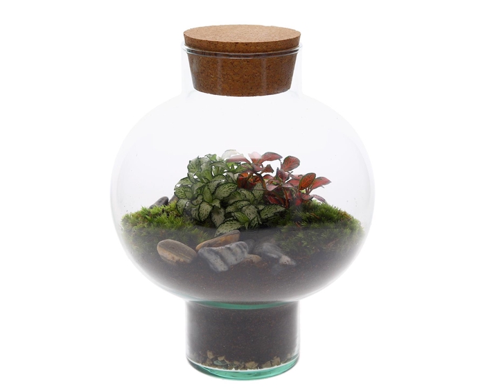 <h4>Green BottleLaura Small met Terrarium Arrangement</h4>
