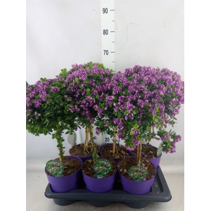 Polygala dalmaisiana