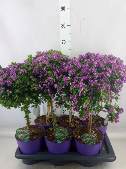 <h4>Polygala dalmaisiana</h4>