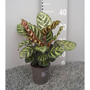 Calathea makoyana