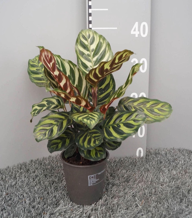 <h4>Calathea makoyana</h4>
