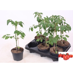 TOMATENPLANTEN