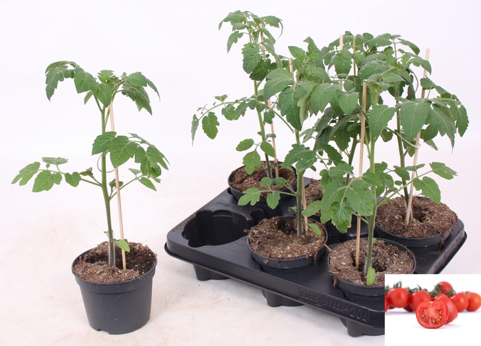 <h4>TOMATENPLANTEN</h4>