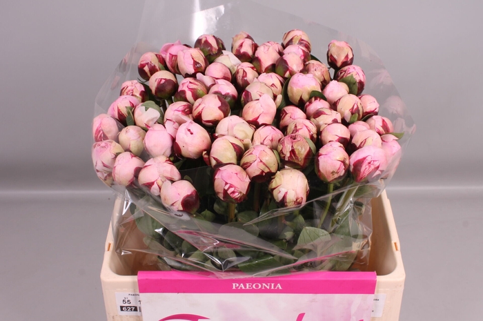 <h4>Paeonia Reine Hortense</h4>