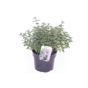 Nepeta faassenii Six Hills Giant