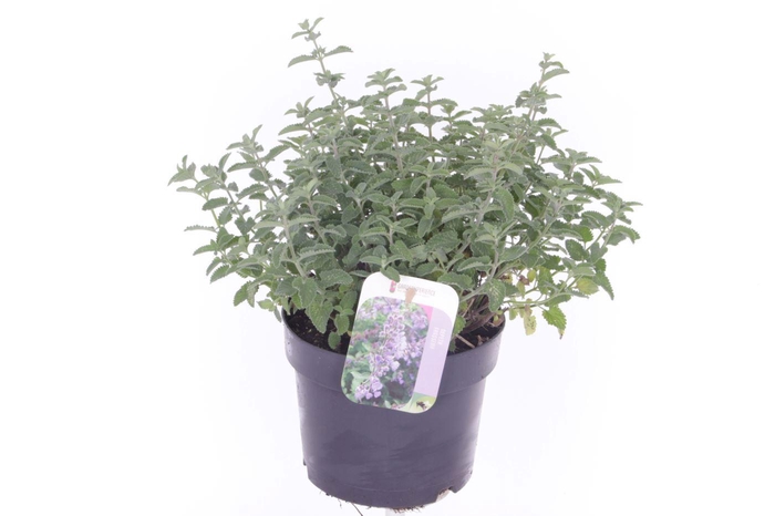 <h4>Nepeta faassenii Six Hills Giant</h4>