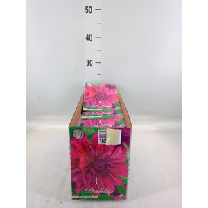 Dahlia ...flowerbulbs