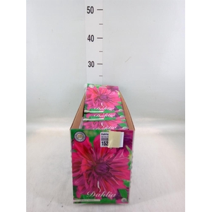 Dahlia   ...flowerbulbs