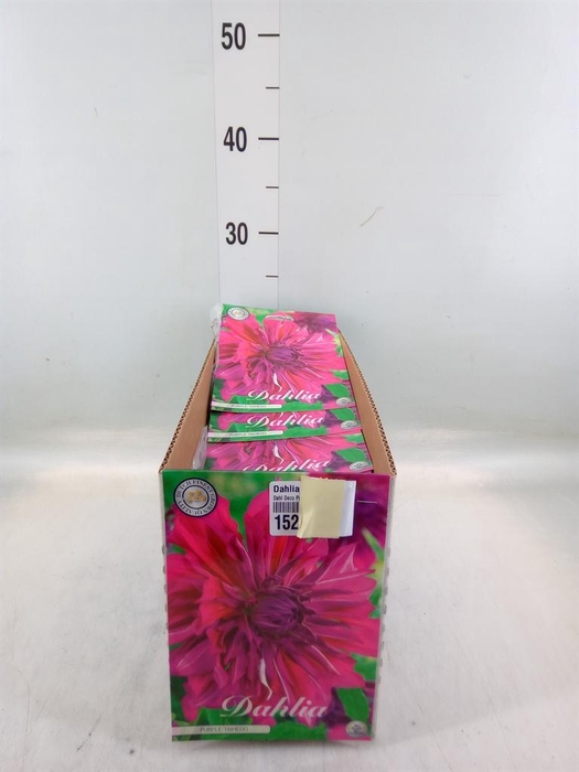 <h4>Dahlia   ...flowerbulbs</h4>