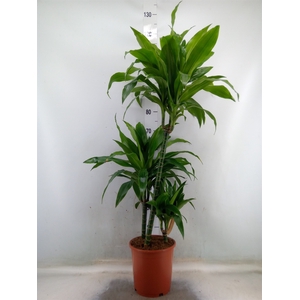 Dracaena frag. 'Janet Craig'