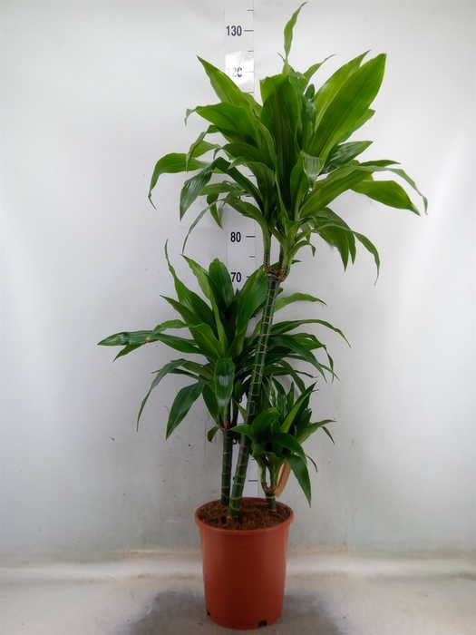 <h4>Dracaena frag. 'Janet Craig'</h4>
