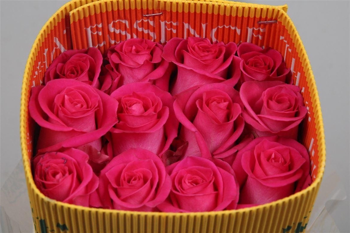 <h4>R Gr Topaz Ec</h4>