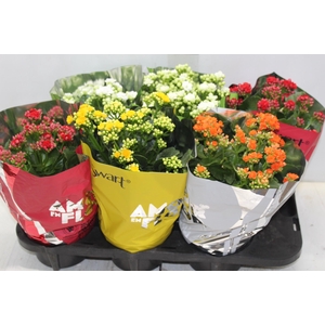 KALANCHOE DOBRADO P15