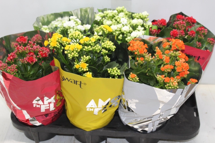 KALANCHOE DOBRADO P15