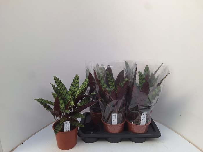 <h4>CALAT LANCIFOLIA</h4>