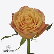 <h4>Rosa large sunflare</h4>