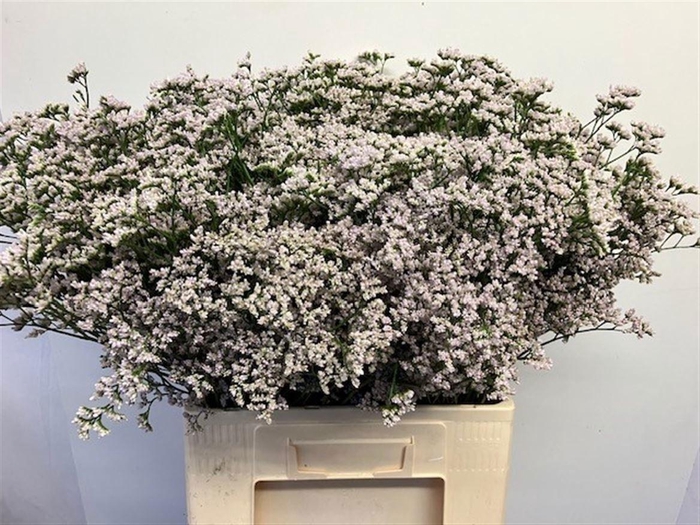 <h4>Lim White Neto</h4>