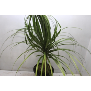 BEAUCARNEA P24