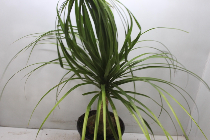 <h4>BEAUCARNEA P24</h4>