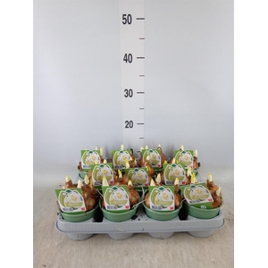 Narcissus DU 'Bridal Crown'