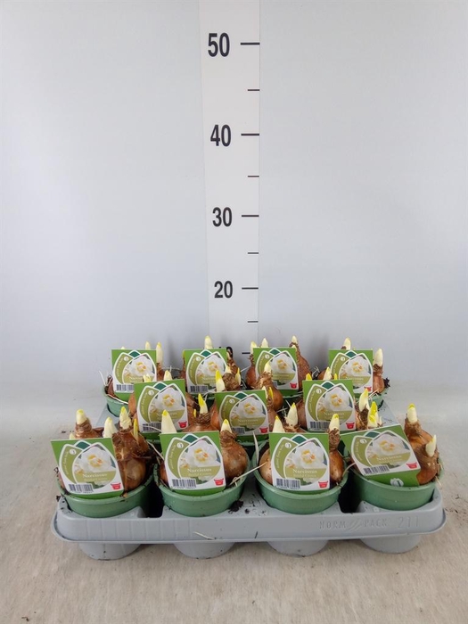 <h4>Narcissus DU 'Bridal Crown'</h4>