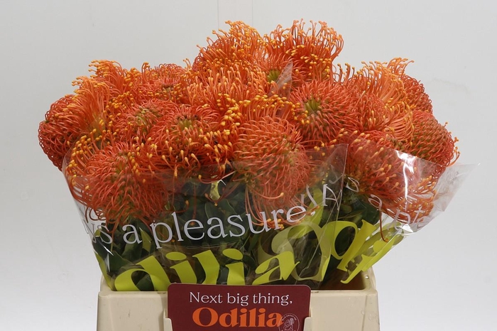 <h4>Nutans Ayoba Orange Zest</h4>