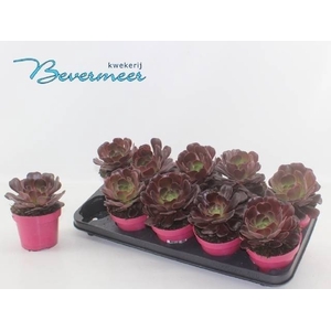AEONIUM AB VELOURS