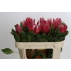 Protea Cynaroides Madiba