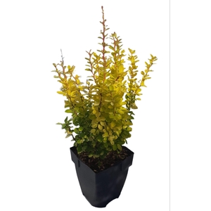 Berberis thunbergii 'Yellow Tower®'