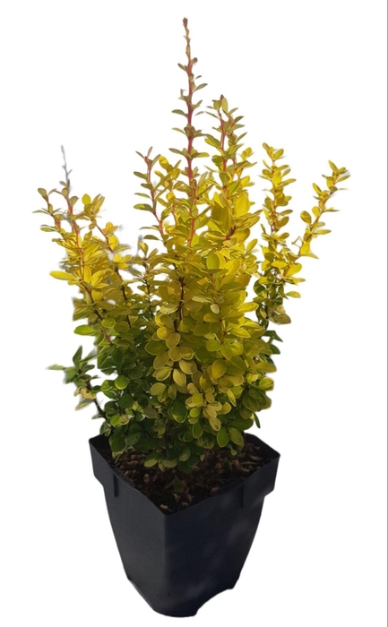 <h4>Berberis thunbergii 'Yellow Tower®'</h4>