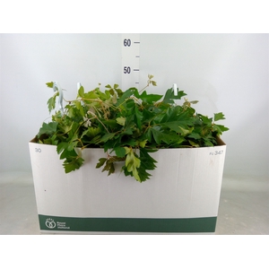 Cissus rhombifolia 'Ellen Danica'