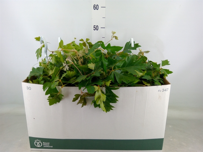 <h4>Cissus rhombifolia 'Ellen Danica'</h4>