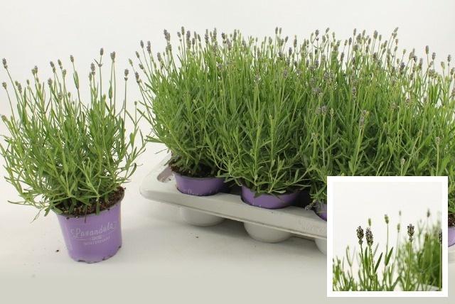 arr8 Lavan An Essence Pur