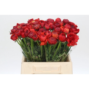 Ranunculus Charm Red