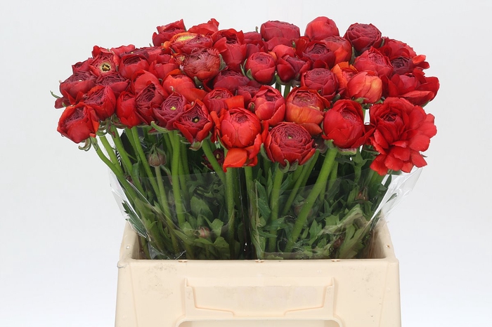 <h4>Ranunculus Charm Red</h4>