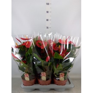 Anthurium andr. 'Idaho'