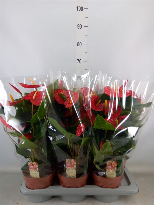 <h4>Anthurium andr. 'Idaho'</h4>