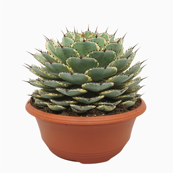 <h4>Agave potatorum variegata 35 cm</h4>