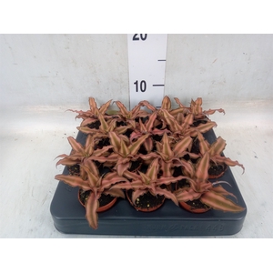 Cryptanthus bivittatus