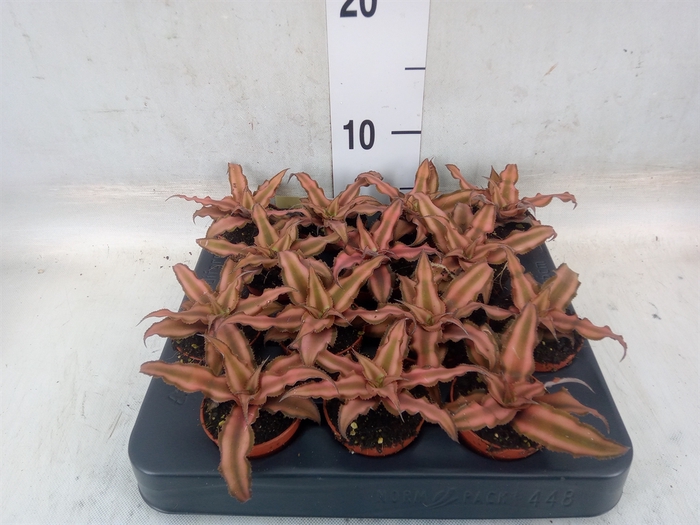 <h4>Cryptanthus bivittatus</h4>