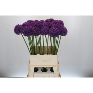 Allium Ambassador
