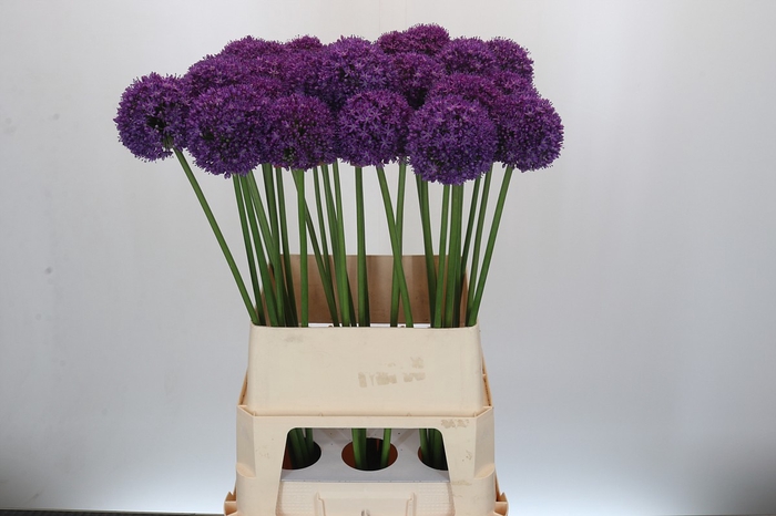 <h4>Allium Ambassador</h4>