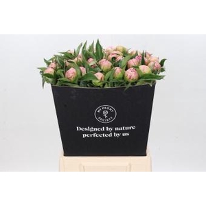 Paeonia Catharina Fontijn