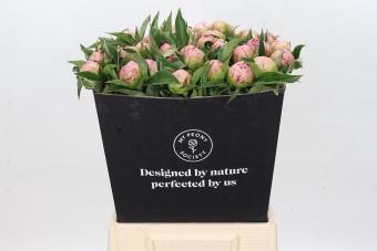 <h4>Paeonia Catharina Fontijn</h4>