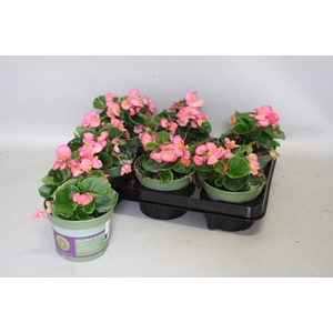 Begonia semp. Roze