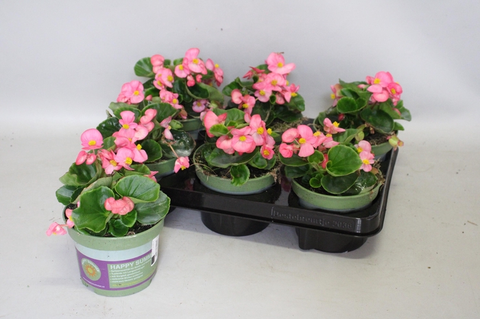 <h4>Begonia semp. Roze</h4>
