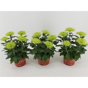 Chrysant Anastasia Lime