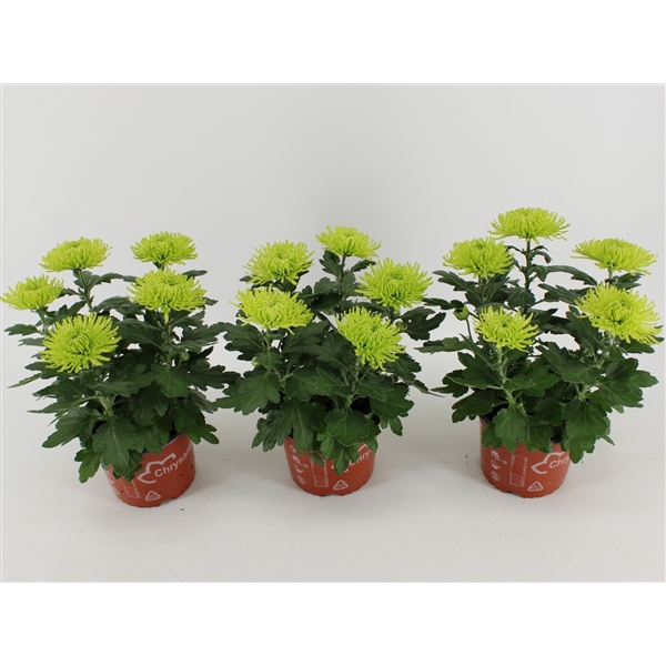 <h4>Chrysant Anastasia Lime</h4>